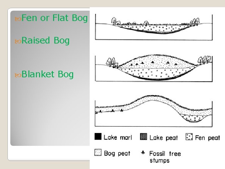  Fen or Flat Bog Raised Bog Blanket Bog 