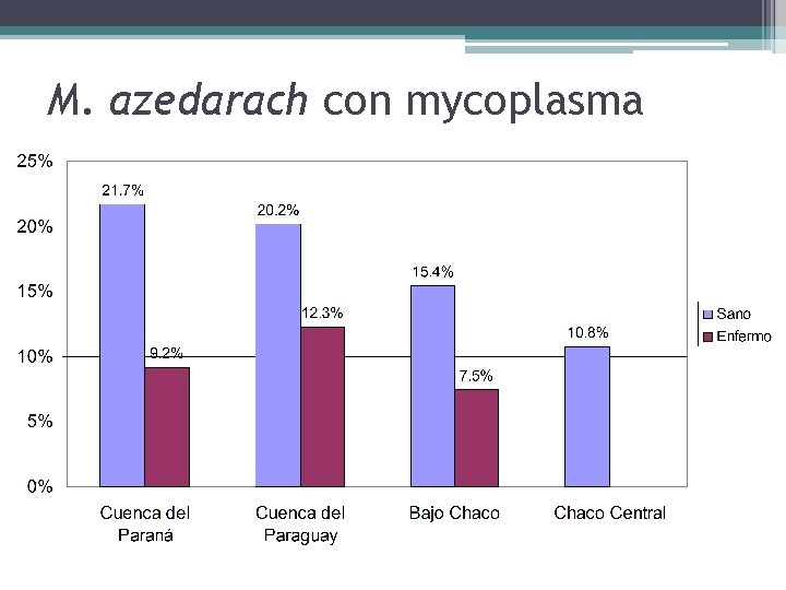 M. azedarach con mycoplasma 