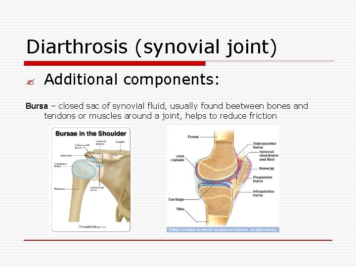 Diarthrosis (synovial joint) ? Additional components: Bursa – closed sac of synovial fluid, usually