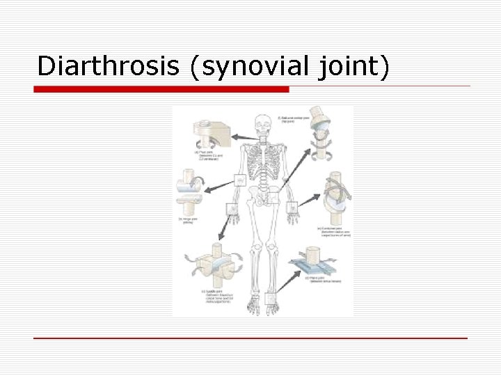 Diarthrosis (synovial joint) 