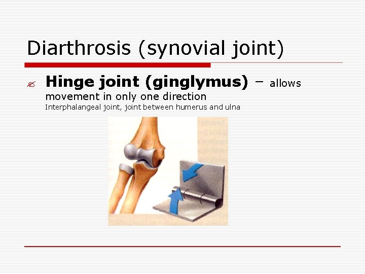 Diarthrosis (synovial joint) ? Hinge joint (ginglymus) – allows movement in only one direction