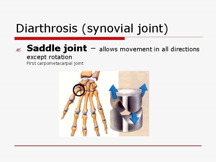 Diarthrosis (synovial joint) ? Saddle joint – allows movement in all directions except rotation