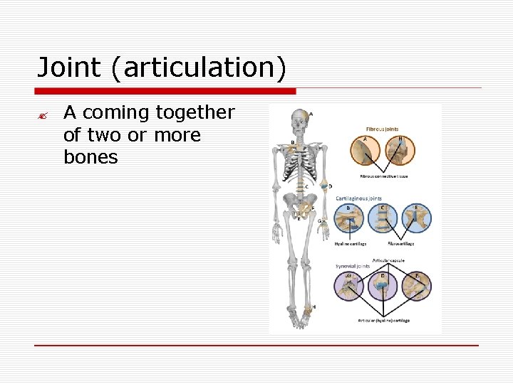Joint (articulation) ? A coming together of two or more bones 