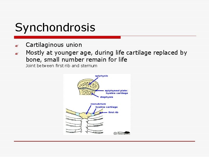 Synchondrosis ? ? Cartilaginous union Mostly at younger age, during life cartilage replaced by