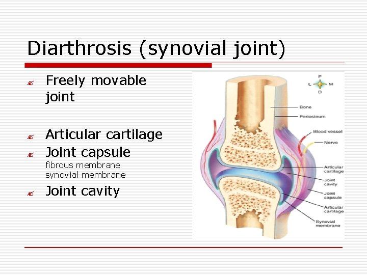 Diarthrosis (synovial joint) ? ? ? Freely movable joint Articular cartilage Joint capsule fibrous