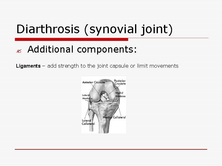 Diarthrosis (synovial joint) ? Additional components: Ligaments – add strength to the joint capsule