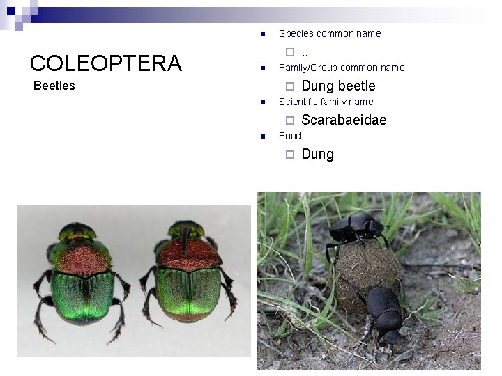 n COLEOPTERA Species common name ¨ n Beetles Family/Group common name ¨ n Dung