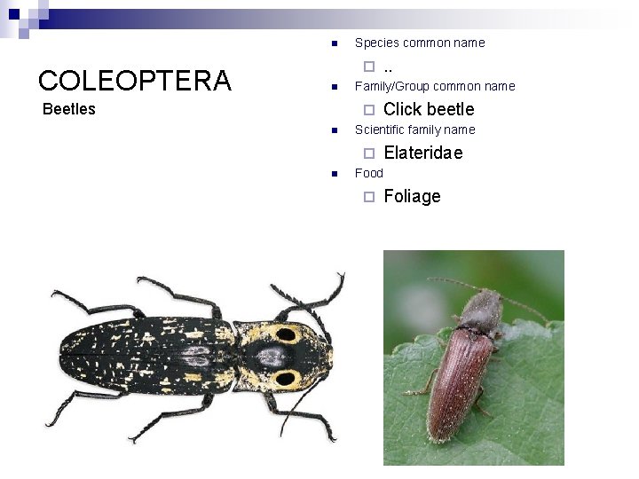 n COLEOPTERA Species common name ¨ n Beetles Family/Group common name ¨ n Click