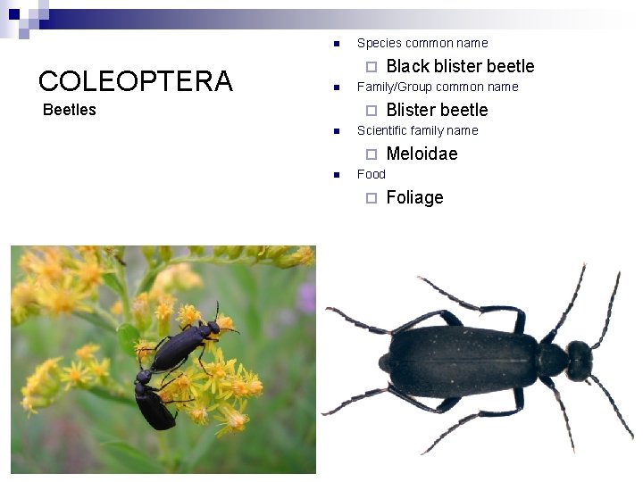 n COLEOPTERA Species common name ¨ n Beetles Family/Group common name ¨ n Blister