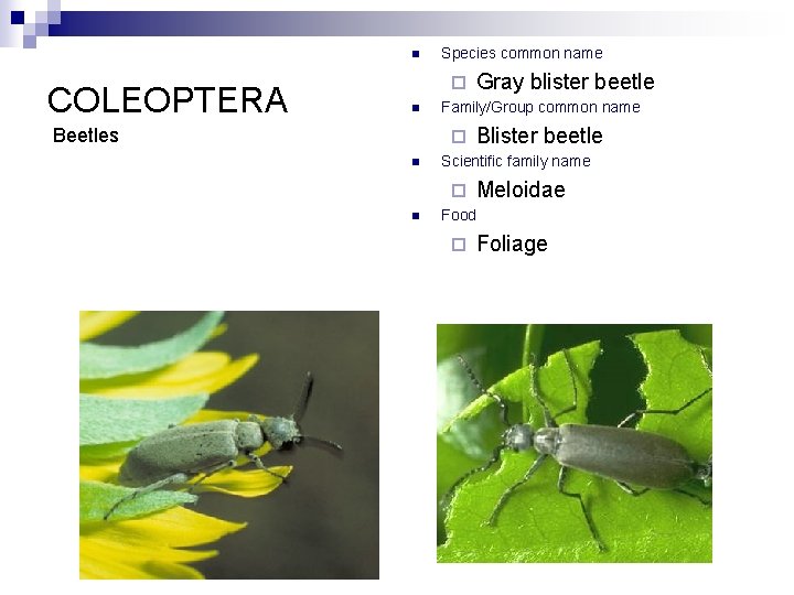 n COLEOPTERA Species common name ¨ n Beetles Family/Group common name ¨ n Blister