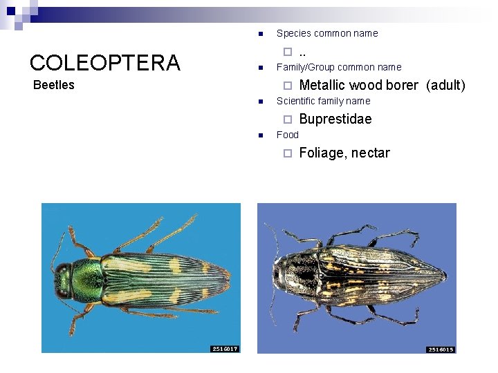 n COLEOPTERA Species common name ¨ n Beetles Family/Group common name ¨ n Metallic