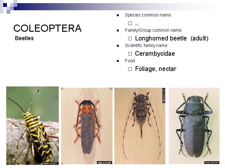 n COLEOPTERA Species common name ¨ n Beetles Family/Group common name ¨ n Longhorned