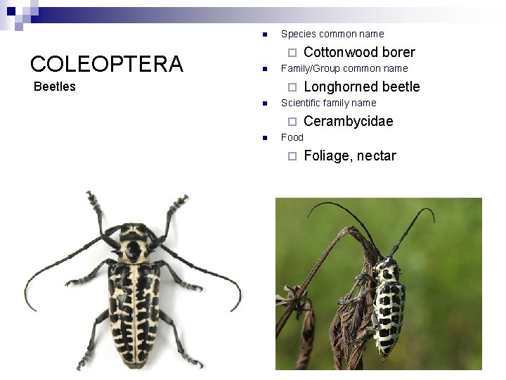 n COLEOPTERA Species common name ¨ n Beetles Family/Group common name ¨ n Longhorned