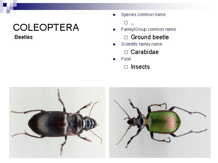 n COLEOPTERA Species common name ¨ n Beetles Family/Group common name ¨ n Ground