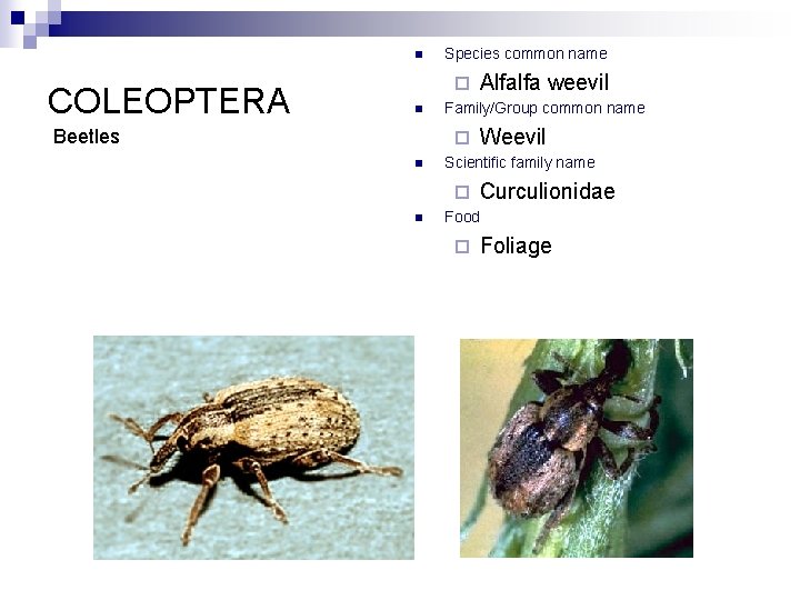 n COLEOPTERA Species common name ¨ n Beetles Family/Group common name ¨ n Weevil