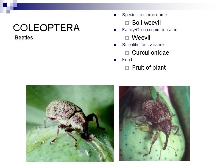 n COLEOPTERA Species common name ¨ n Beetles Family/Group common name ¨ n Weevil