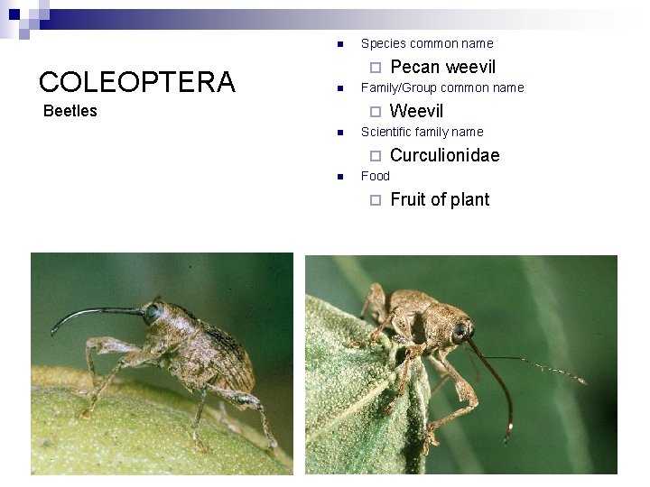 n COLEOPTERA Species common name ¨ n Beetles Family/Group common name ¨ n Weevil