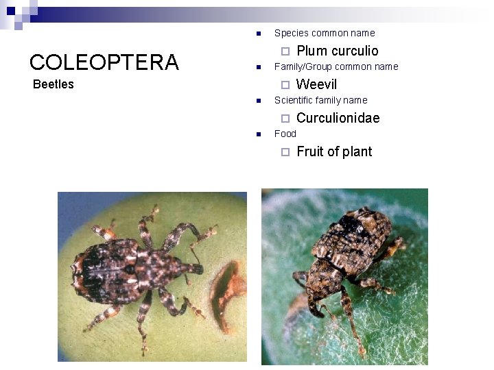 n COLEOPTERA Species common name ¨ n Beetles Family/Group common name ¨ n Weevil