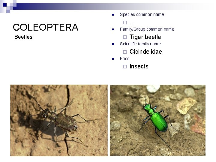 n COLEOPTERA Species common name ¨ n Beetles Family/Group common name ¨ n Tiger