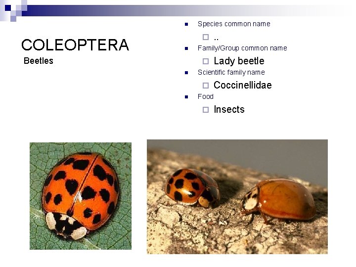 n COLEOPTERA Species common name ¨ n Beetles Family/Group common name ¨ n Lady