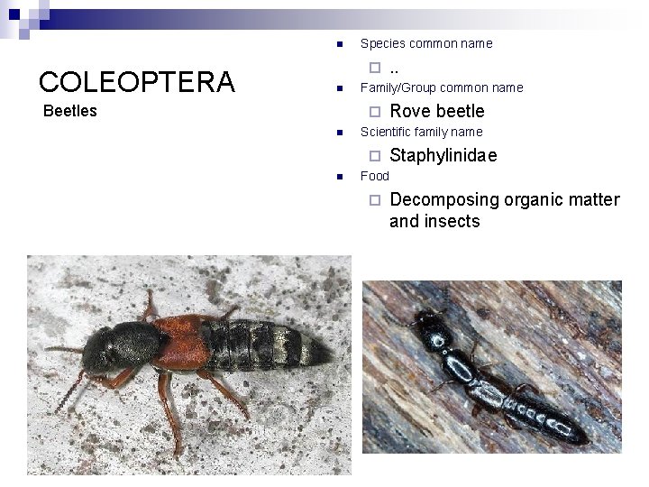 n COLEOPTERA Species common name ¨ n Beetles Family/Group common name ¨ n Rove