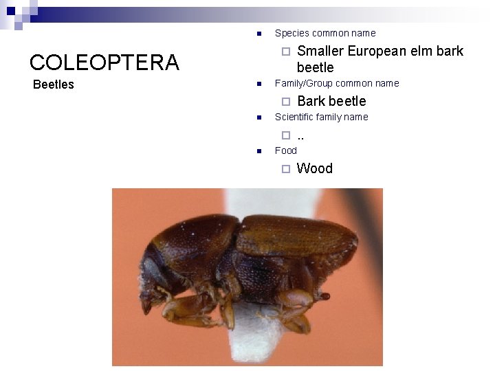 n ¨ COLEOPTERA Beetles Species common name n Family/Group common name ¨ n Bark