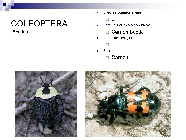 n COLEOPTERA Species common name ¨ n Beetles Family/Group common name ¨ n Carrion