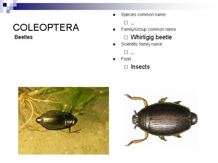 n COLEOPTERA Species common name ¨ n Beetles Family/Group common name ¨ n Whirligig