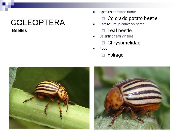n COLEOPTERA Species common name ¨ n Beetles Family/Group common name ¨ n Leaf
