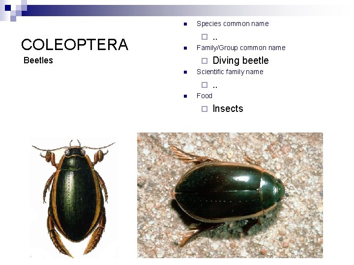 n COLEOPTERA Species common name ¨ n Beetles Family/Group common name ¨ n Diving