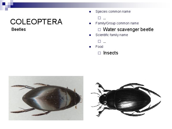 n COLEOPTERA Species common name ¨ n Beetles Family/Group common name ¨ n Water