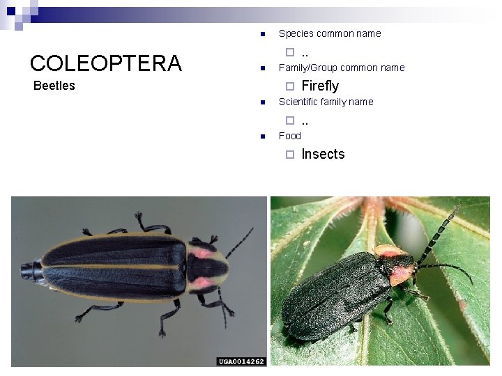 n COLEOPTERA Species common name ¨ n Beetles Family/Group common name ¨ n Firefly
