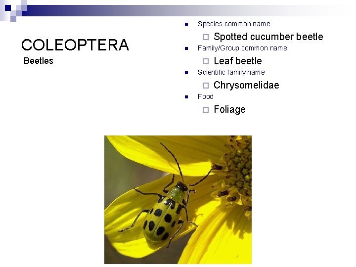 n COLEOPTERA Species common name ¨ n Beetles Family/Group common name ¨ n Leaf
