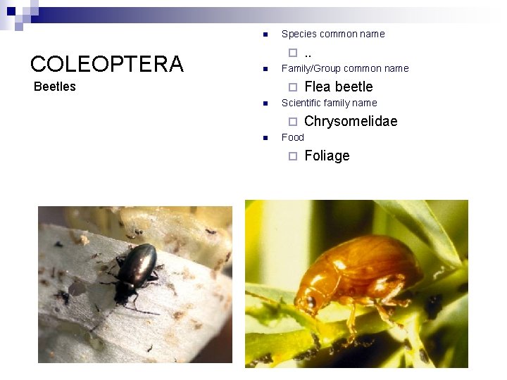 n COLEOPTERA Species common name ¨ n Beetles Family/Group common name ¨ n Flea