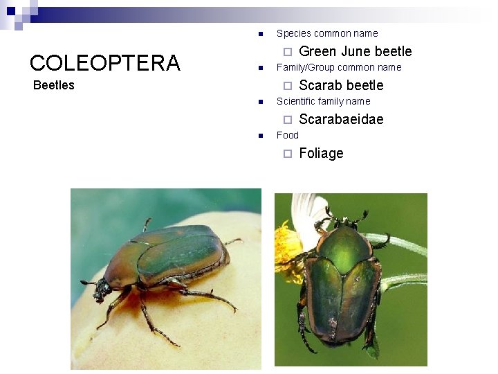 n COLEOPTERA Species common name ¨ n Beetles Family/Group common name ¨ n Scarab