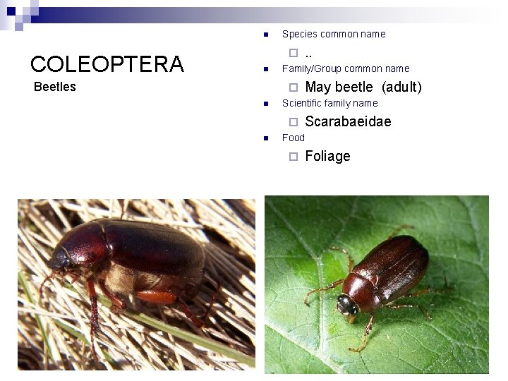 n COLEOPTERA Species common name ¨ n Beetles Family/Group common name ¨ n May