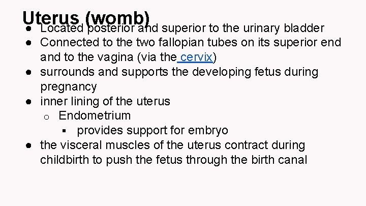 Uterus (womb) ● Located posterior and superior to the urinary bladder ● Connected to