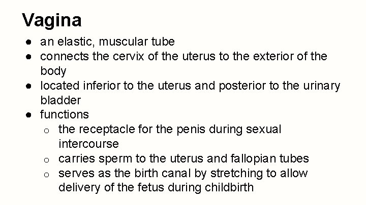 Vagina ● an elastic, muscular tube ● connects the cervix of the uterus to