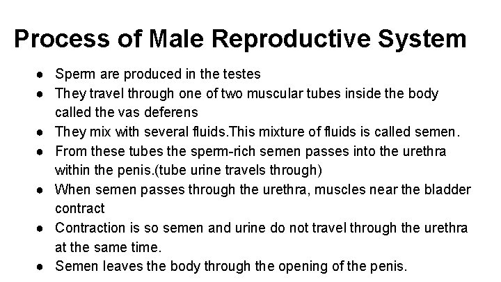 Process of Male Reproductive System ● Sperm are produced in the testes ● They