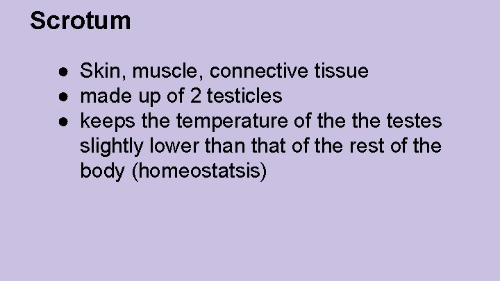 Scrotum ● Skin, muscle, connective tissue ● made up of 2 testicles ● keeps