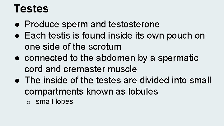 Testes ● Produce sperm and testosterone ● Each testis is found inside its own
