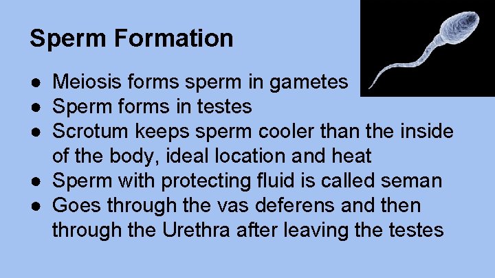 Sperm Formation ● Meiosis forms sperm in gametes ● Sperm forms in testes ●