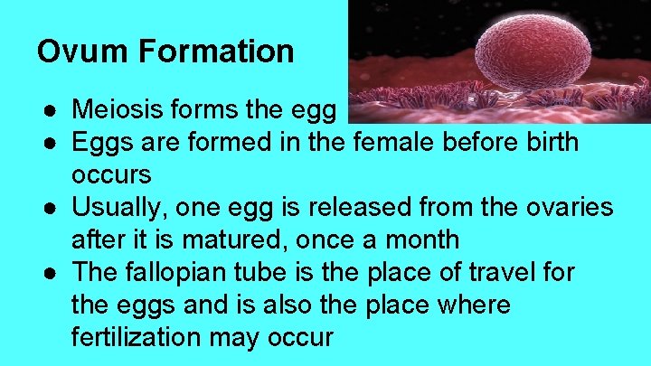 Ovum Formation ● Meiosis forms the egg ● Eggs are formed in the female