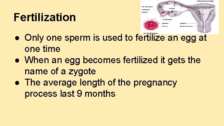 Fertilization ● Only one sperm is used to fertilize an egg at one time