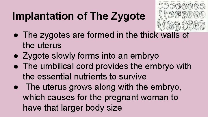 Implantation of The Zygote ● The zygotes are formed in the thick walls of