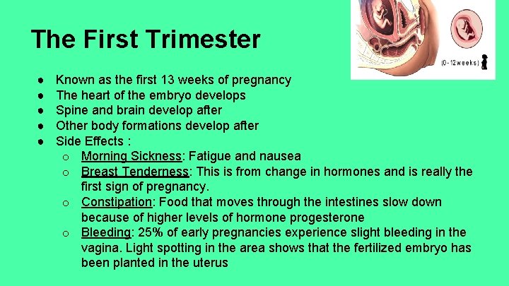 The First Trimester ● ● ● Known as the first 13 weeks of pregnancy