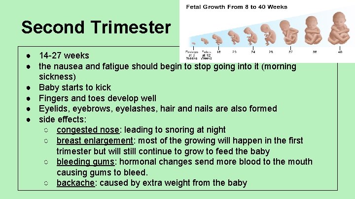 Second Trimester ● 14 -27 weeks ● the nausea and fatigue should begin to