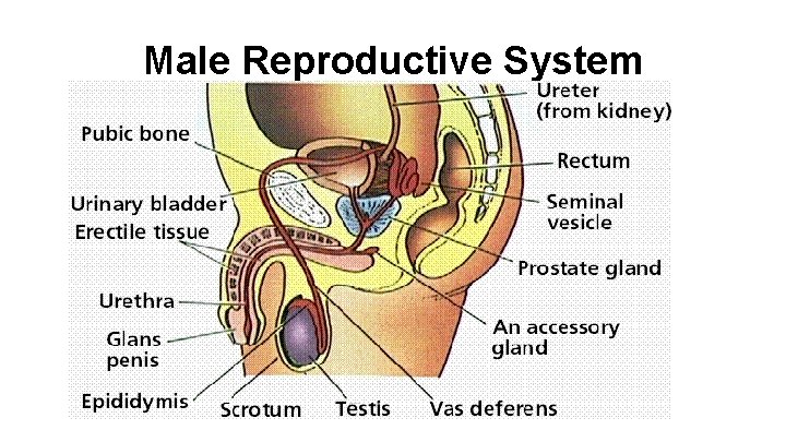 Male Reproductive System 