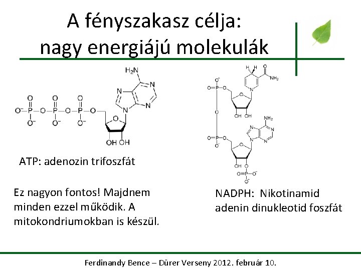 A fényszakasz célja: nagy energiájú molekulák ATP: adenozin trifoszfát Ez nagyon fontos! Majdnem minden