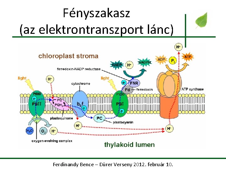 Fényszakasz (az elektrontranszport lánc) Ferdinandy Bence – Dürer Verseny 2012. február 10. 